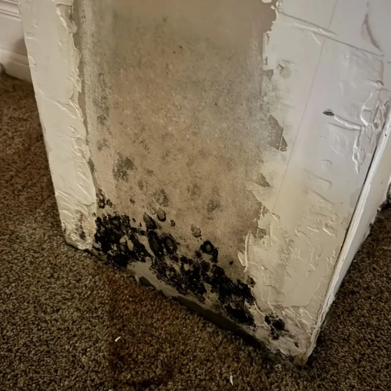 Professional Mold Removal in Fort Hall, ID